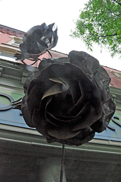 big black roses